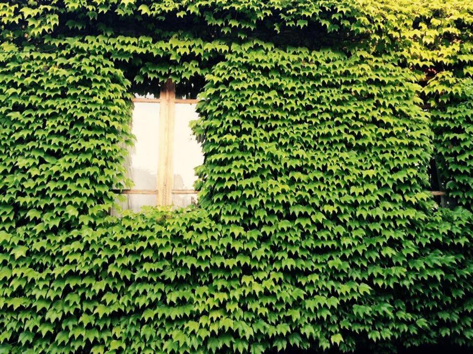 Hotel Green House Lagodechi Exterior foto